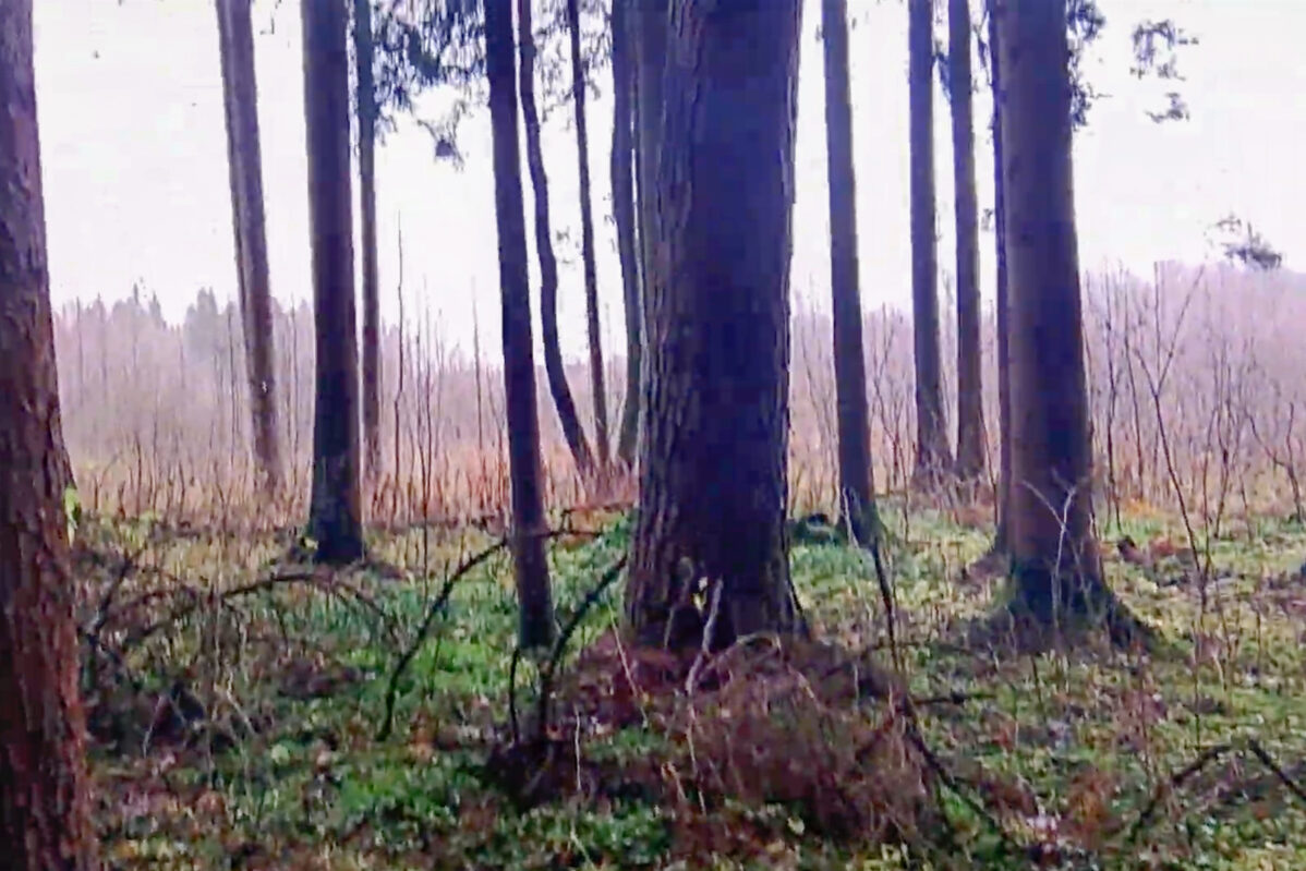 Лес на&nbsp;границе между Россией и&nbsp;Беларусью
