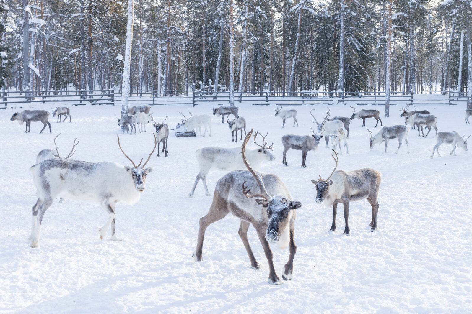 Стадо оленей на&nbsp;стойбище в&nbsp;20&nbsp;километрах от&nbsp;деревни Нумто