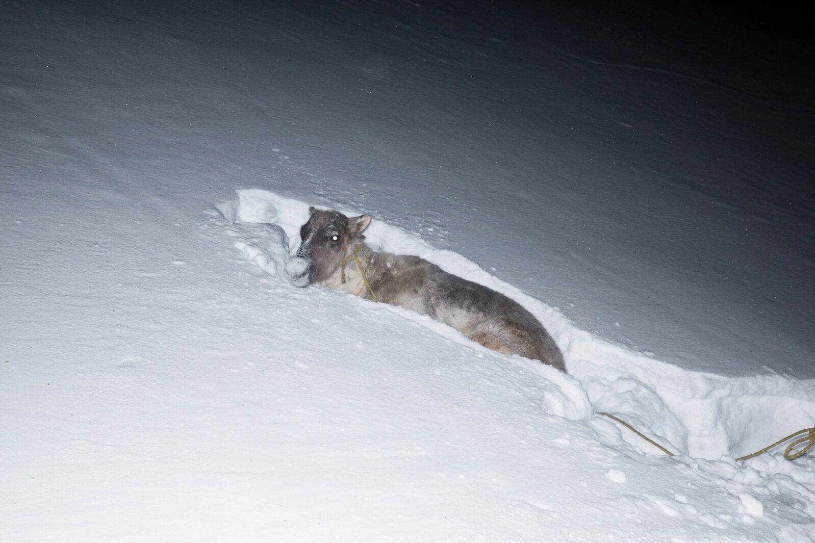 В&nbsp;деревне Нумто Ханты-Мансийского края оленеводство до&nbsp;сих пор остаётся одним из&nbsp;основных занятий местных жителей